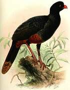 Crestless Curassow