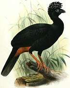 Wattled Curassow