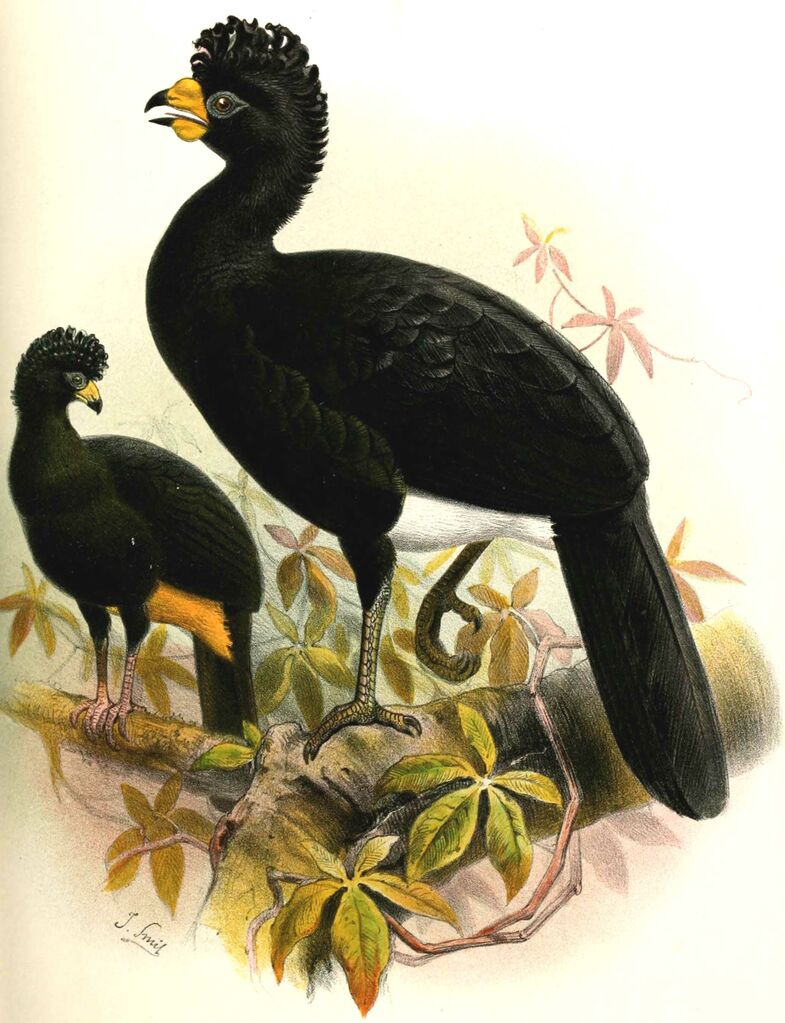 Wattled Curassow