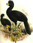 Wattled Curassow