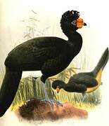 Wattled Curassow