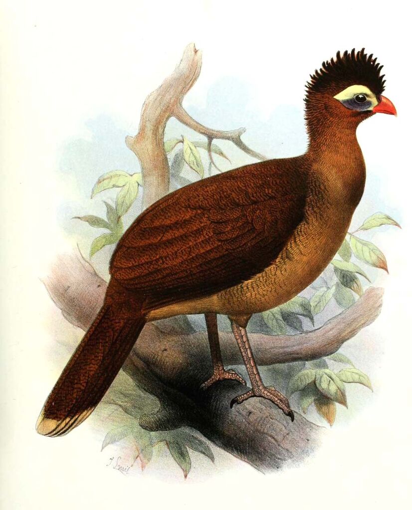 Nocturnal Curassow