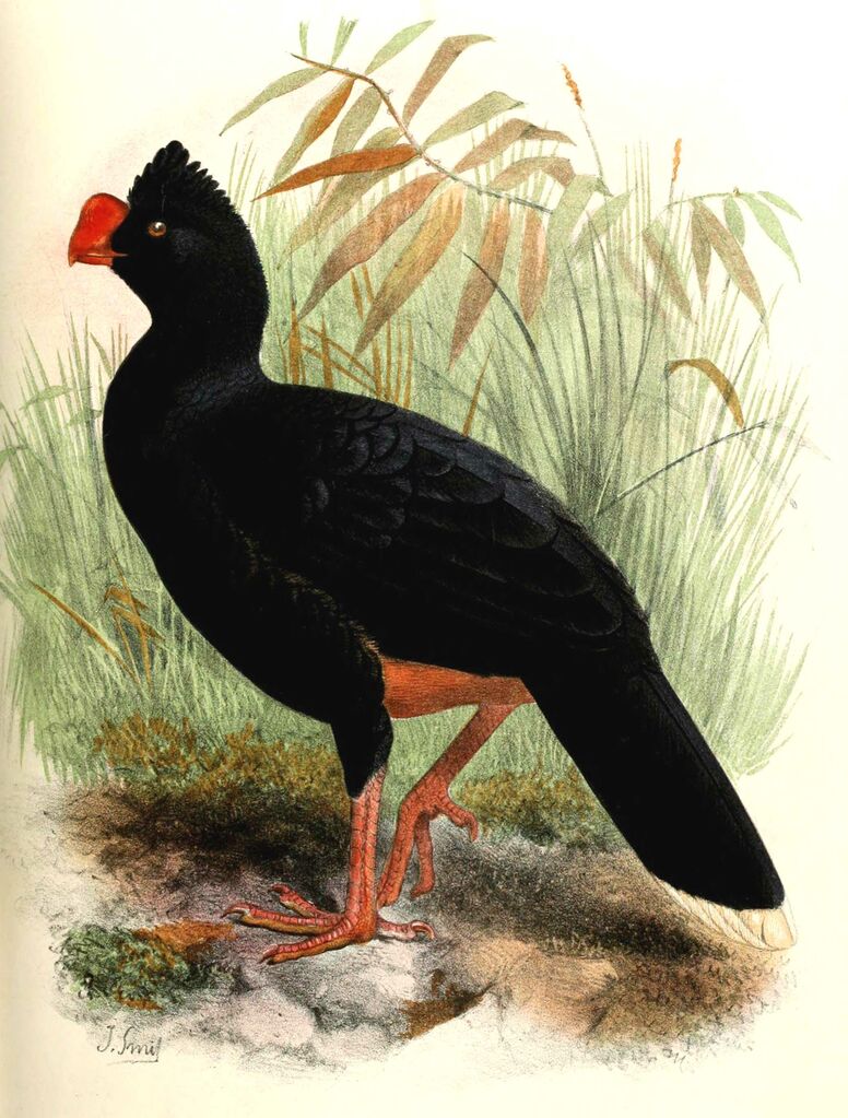 Razor-billed Curassow