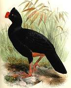 Razor-billed Curassow