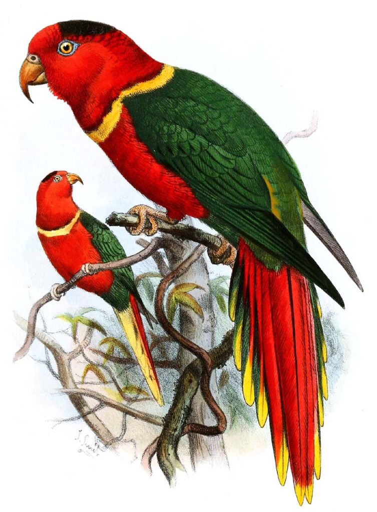 Duchess Lorikeet