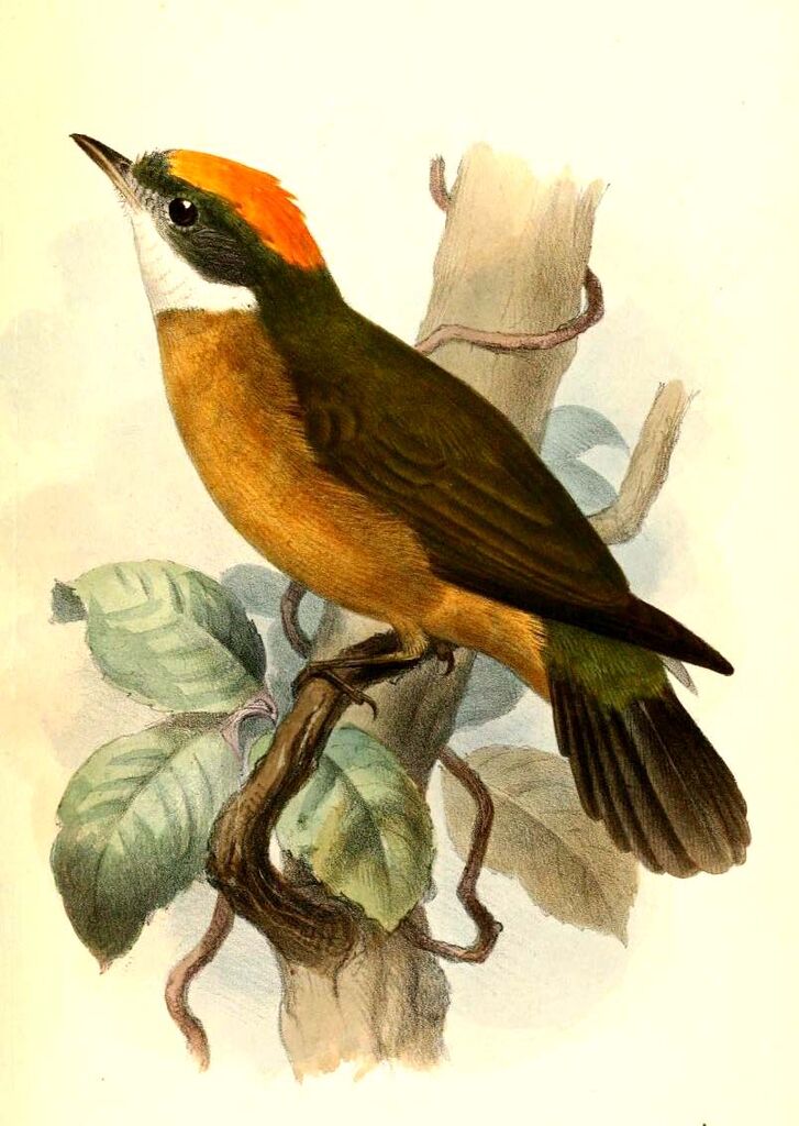 Orange-crested Manakin