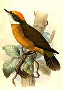 Orange-crested Manakin