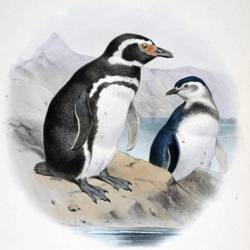 Magellanic Penguin