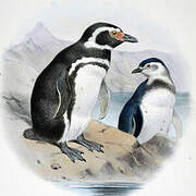 Magellanic Penguin