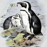 African Penguin