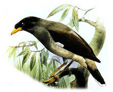 Pale-bellied Myna