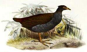 Orange-footed Scrubfowl