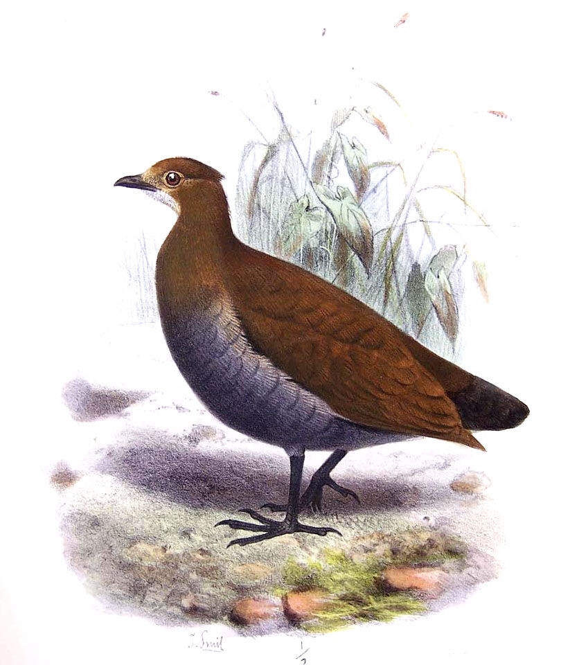 Philippine Megapode