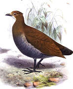 Philippine Megapode