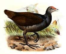 Melanesian Megapode