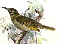 Polynesian Wattled Honeyeater