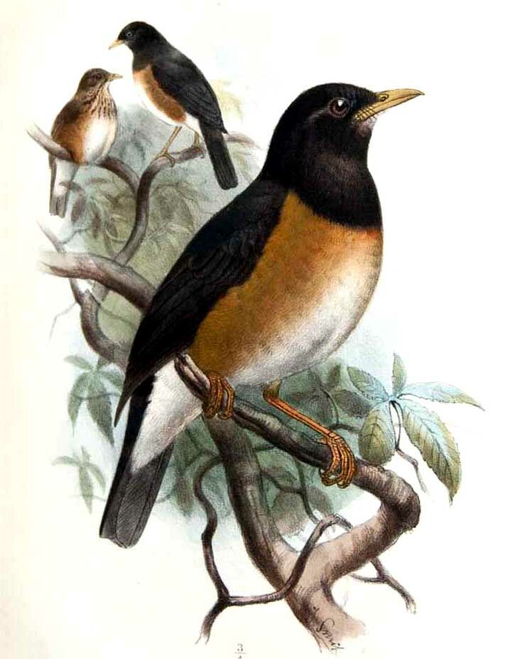 Black-breasted Thrush