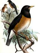 Black-breasted Thrush