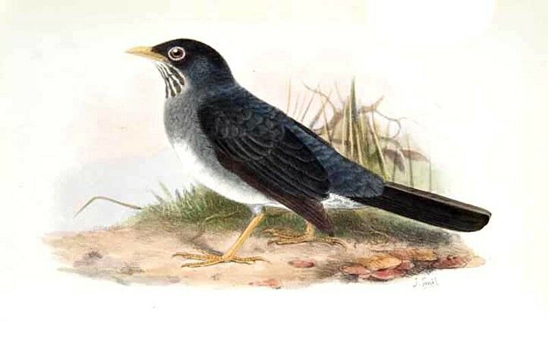 Andean Slaty Thrush