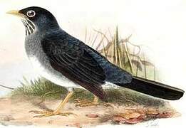 Andean Slaty Thrush