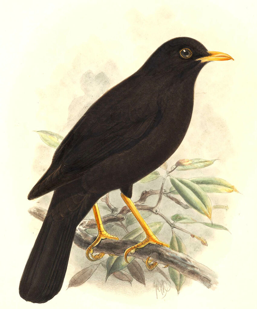 Great Thrush