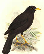 Great Thrush