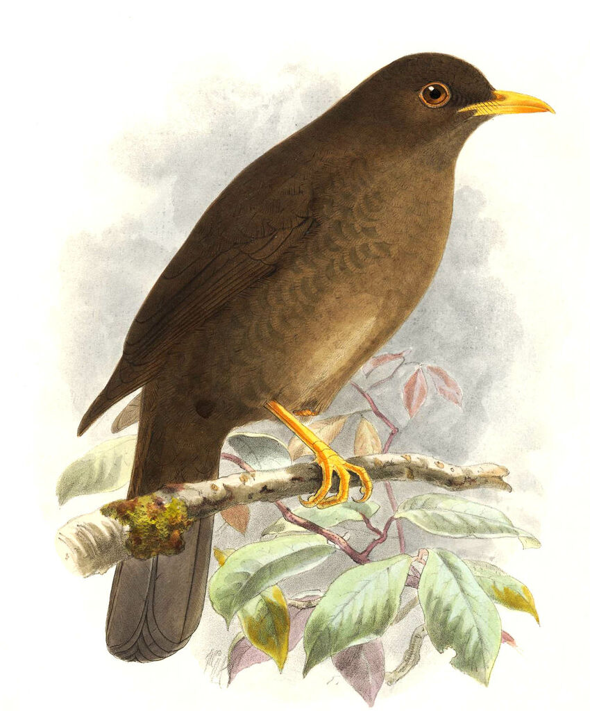 Great Thrush