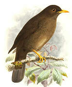 Great Thrush