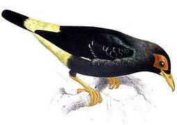 Long-tailed Myna