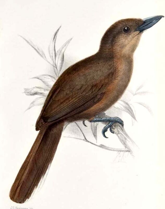 Southern Shrikebill