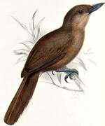 Southern Shrikebill