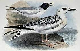 Sabine's Gull