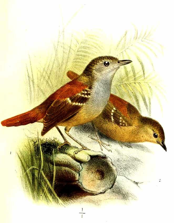 Rufous-tailed Stipplethroat