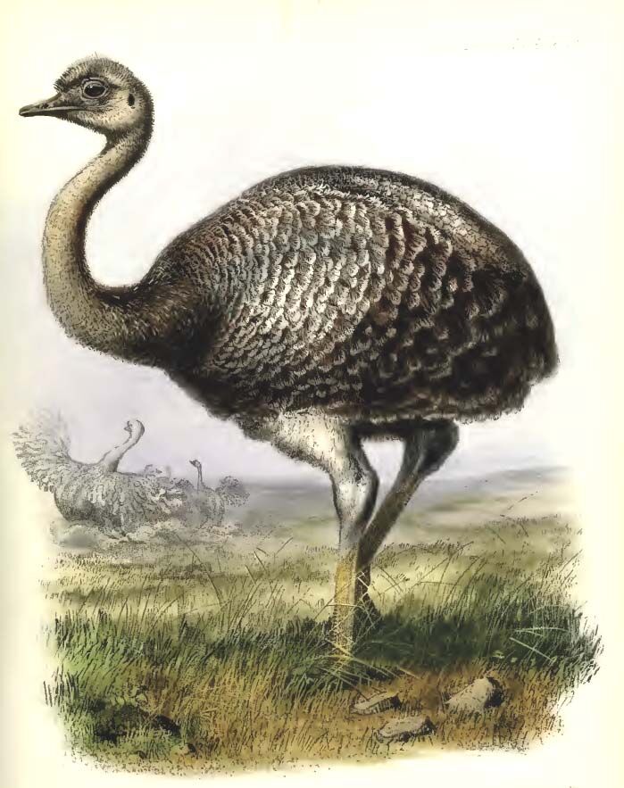 Lesser Rhea