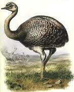 Lesser Rhea