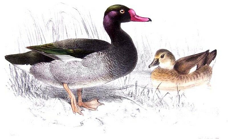 Rosy-billed Pochard