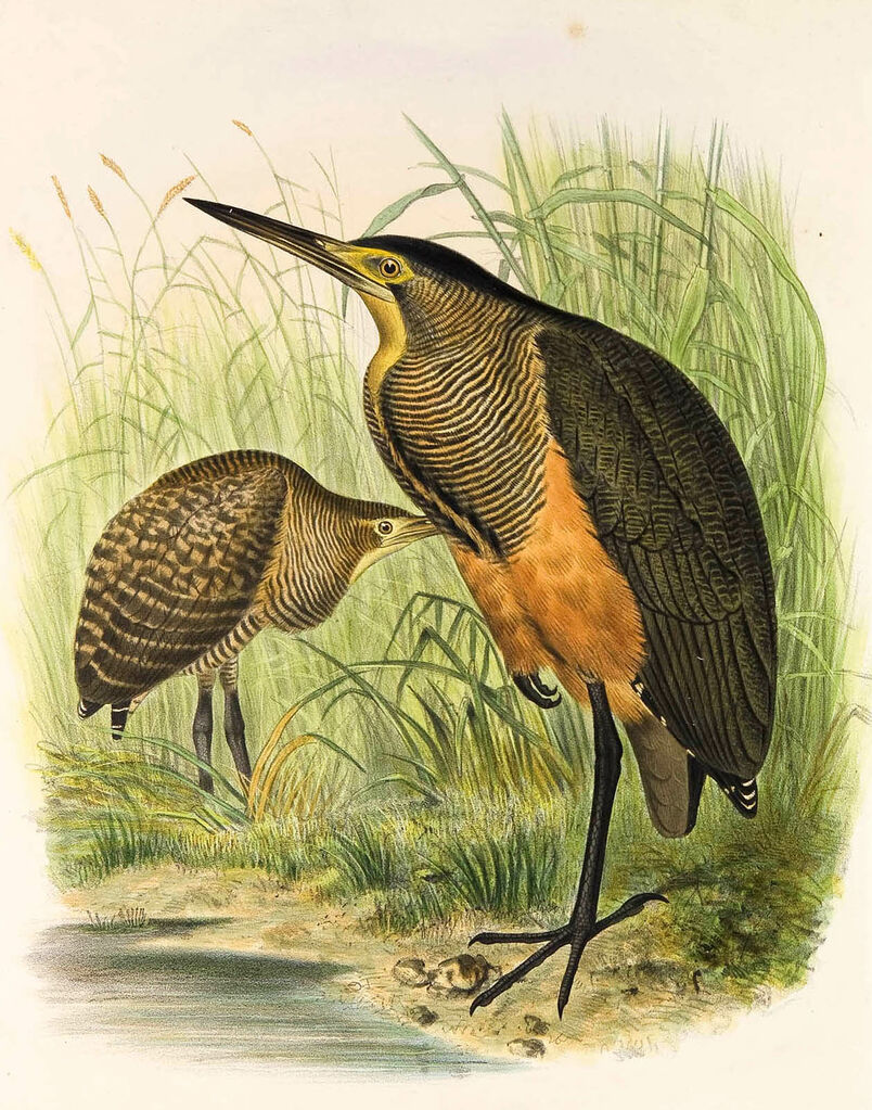 Bare-throated Tiger Heron