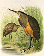 Bare-throated Tiger Heron