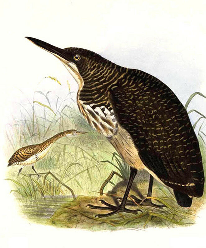 Fasciated Tiger Heron