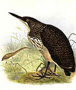 Fasciated Tiger Heron