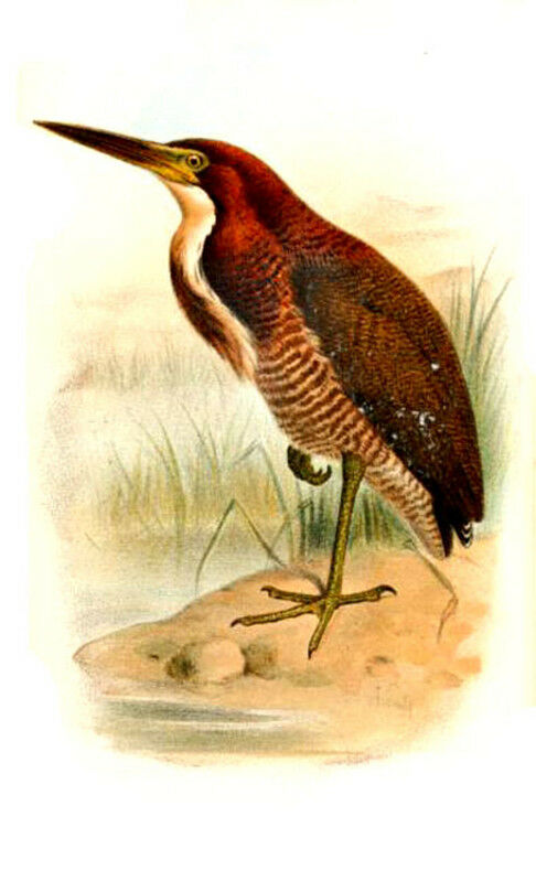 Rufescent Tiger Heron