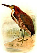 Rufescent Tiger Heron