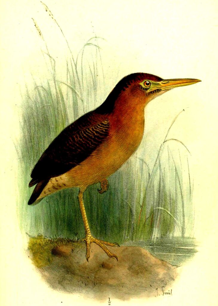 Zigzag Heron