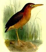 Zigzag Heron