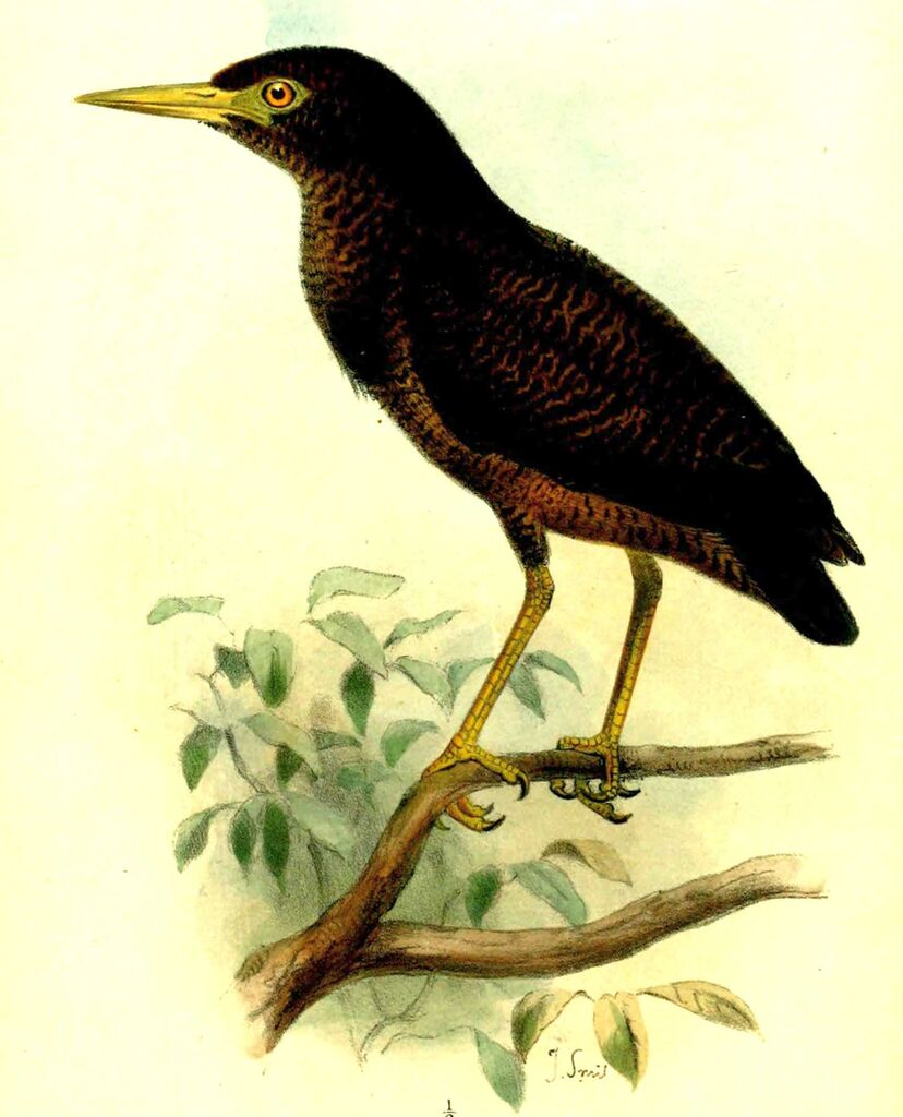 Zigzag Heron