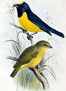 Velvet-fronted Euphonia