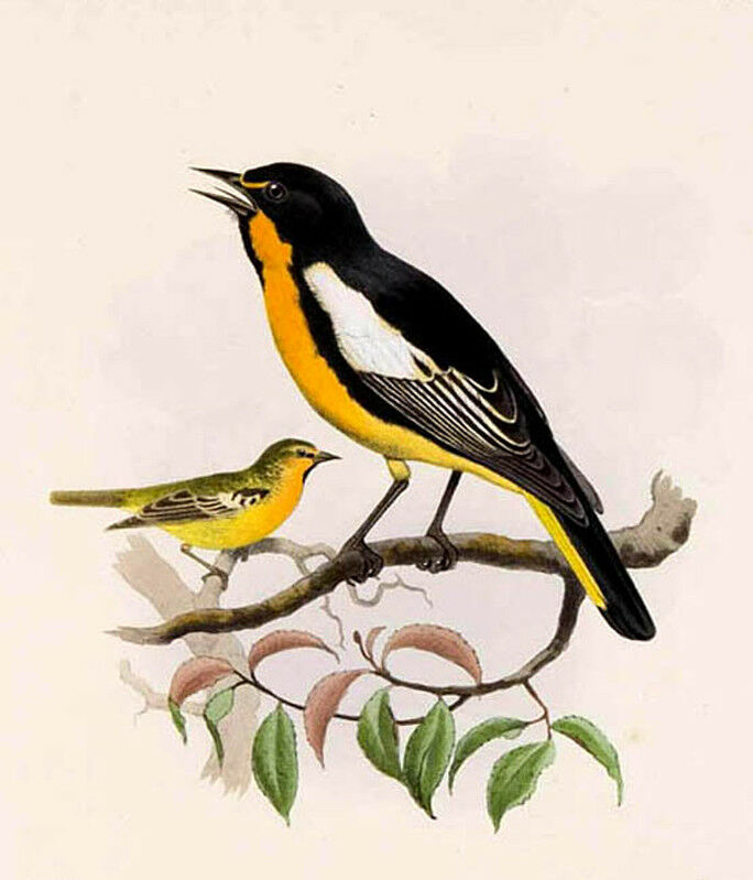 Black-backed Oriole