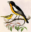 Oriole d'Abeillé