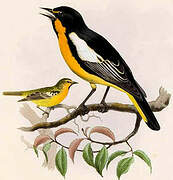 Black-backed Oriole