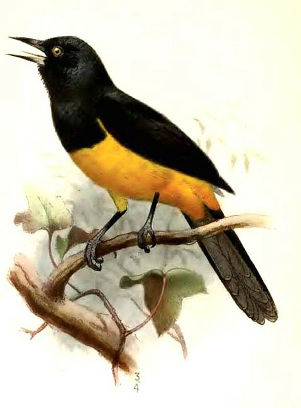 Montserrat Oriole